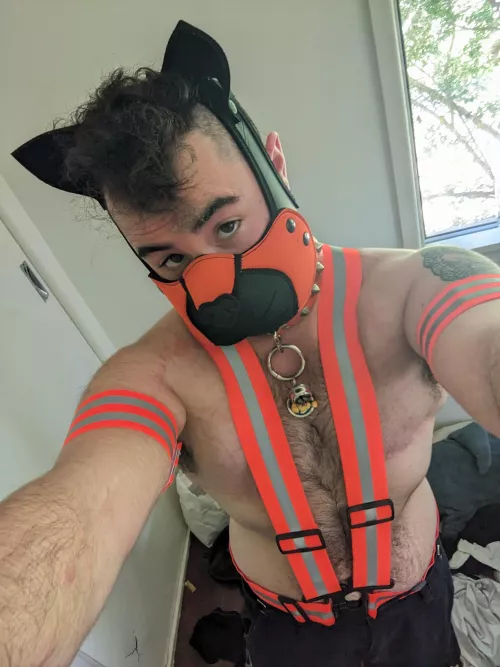 Anyone know where to find a good hi-vis harness? ^^
