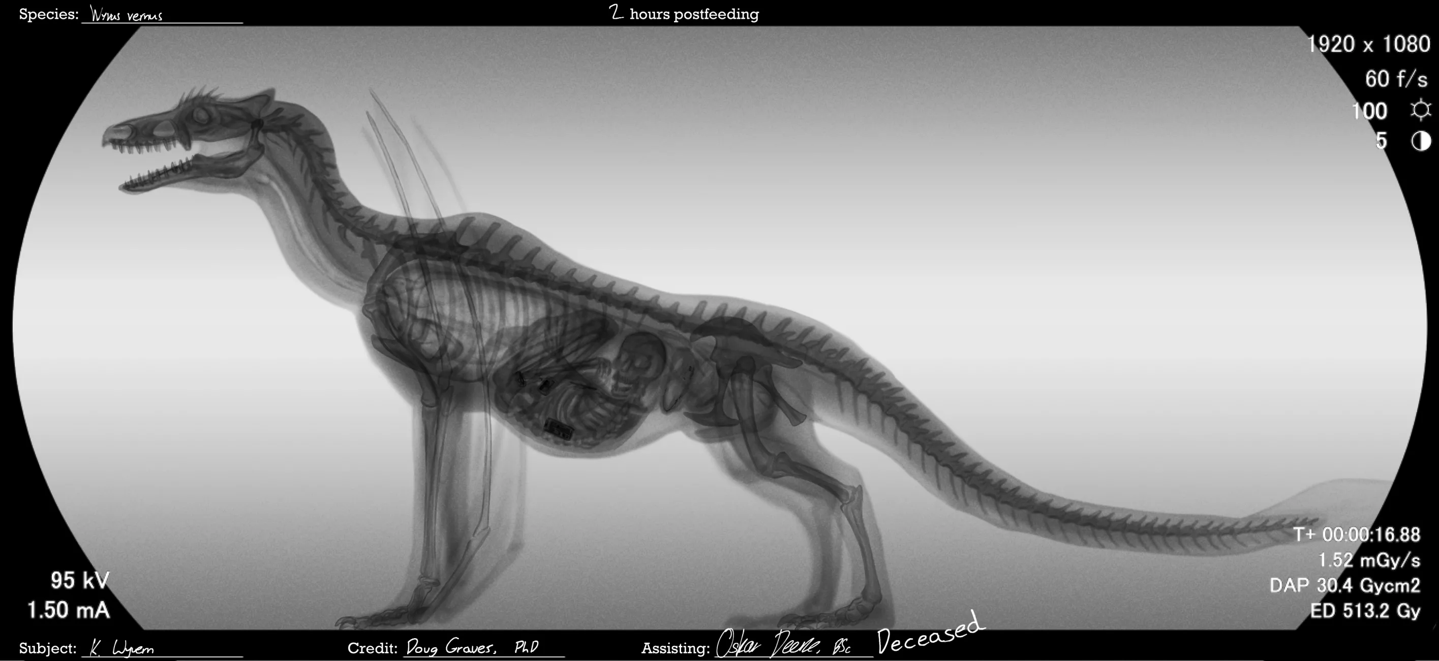 {Image} It's For Science! (by me) [x-ray] [wyvern] [human]