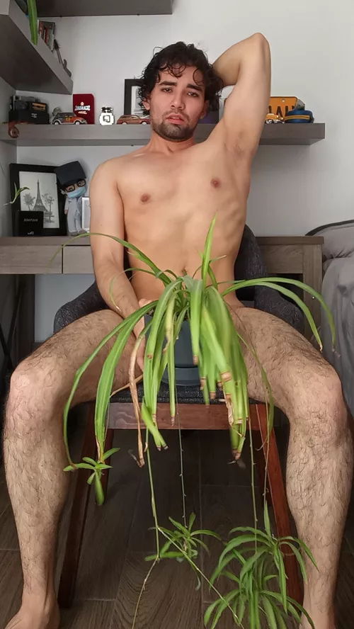 Spider plant