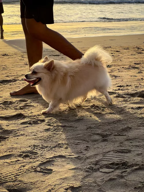 Sunset with dog in bali