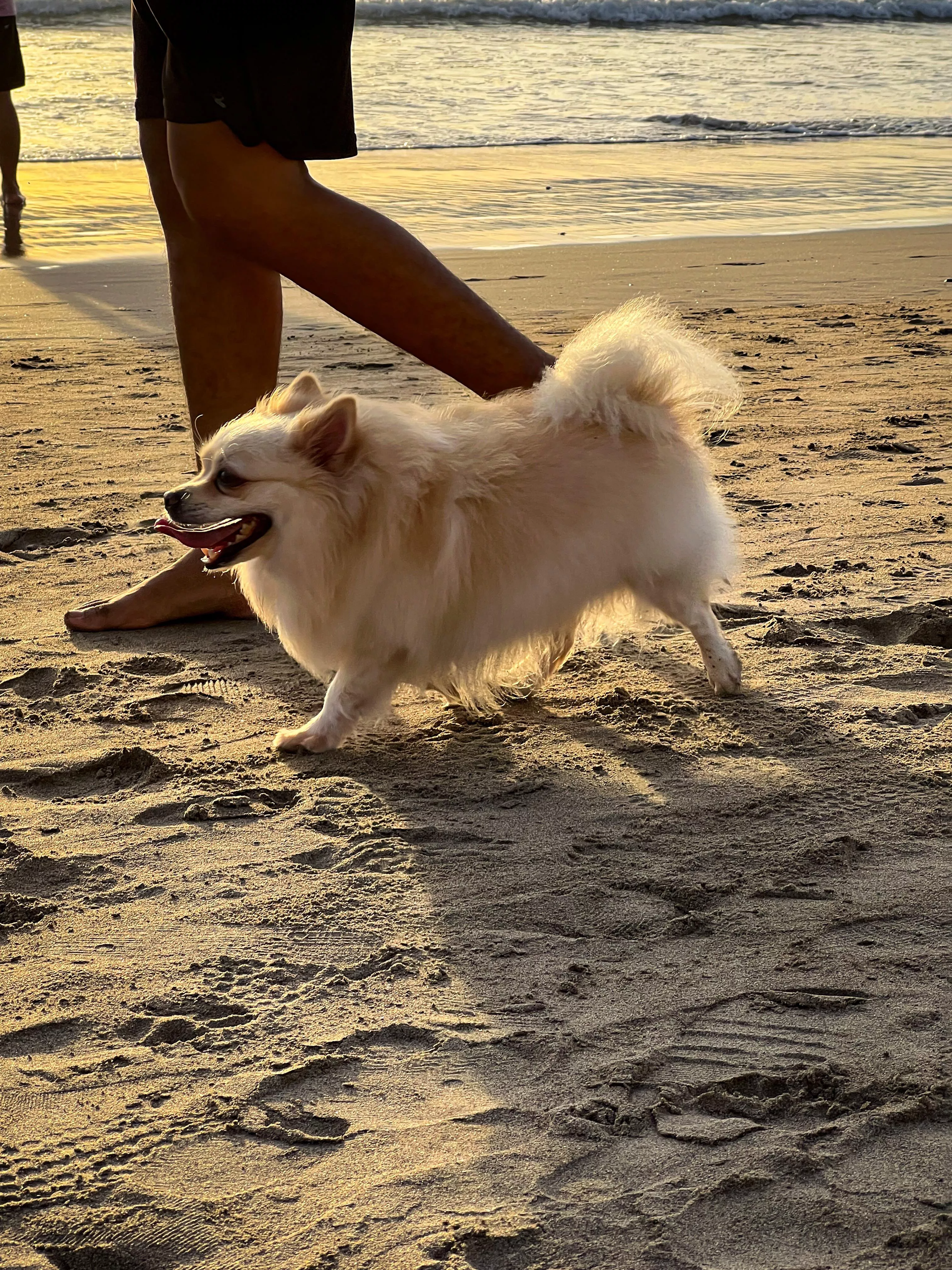 Sunset with dog in bali