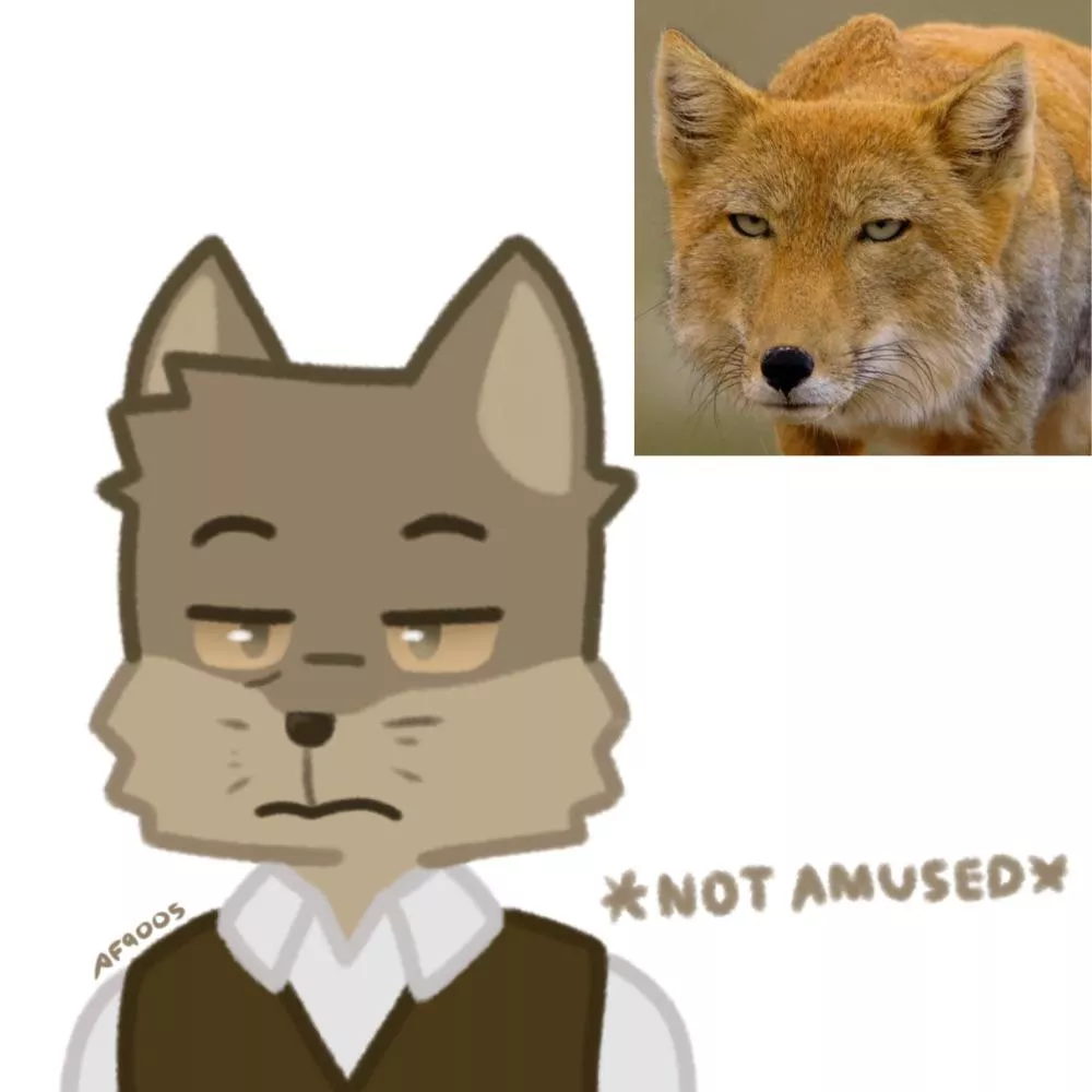 Tibetan Sand Fox, give him a name ;)