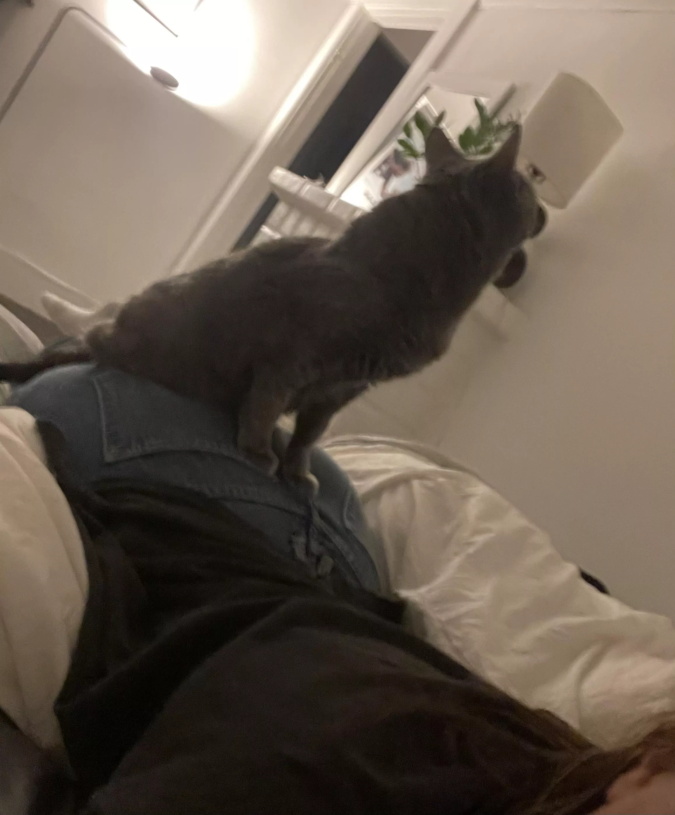 I guess my bum makes for a good spot to sit [f]