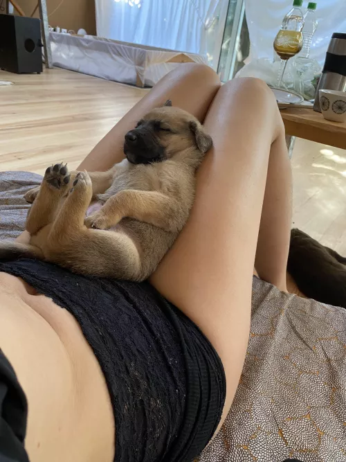 legs are best bed for puppies 😜