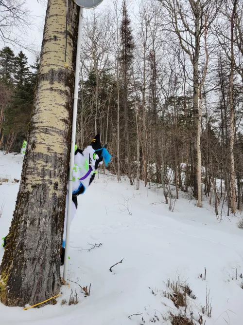 WereSergal Hunting in the Woods for his Next Prey....