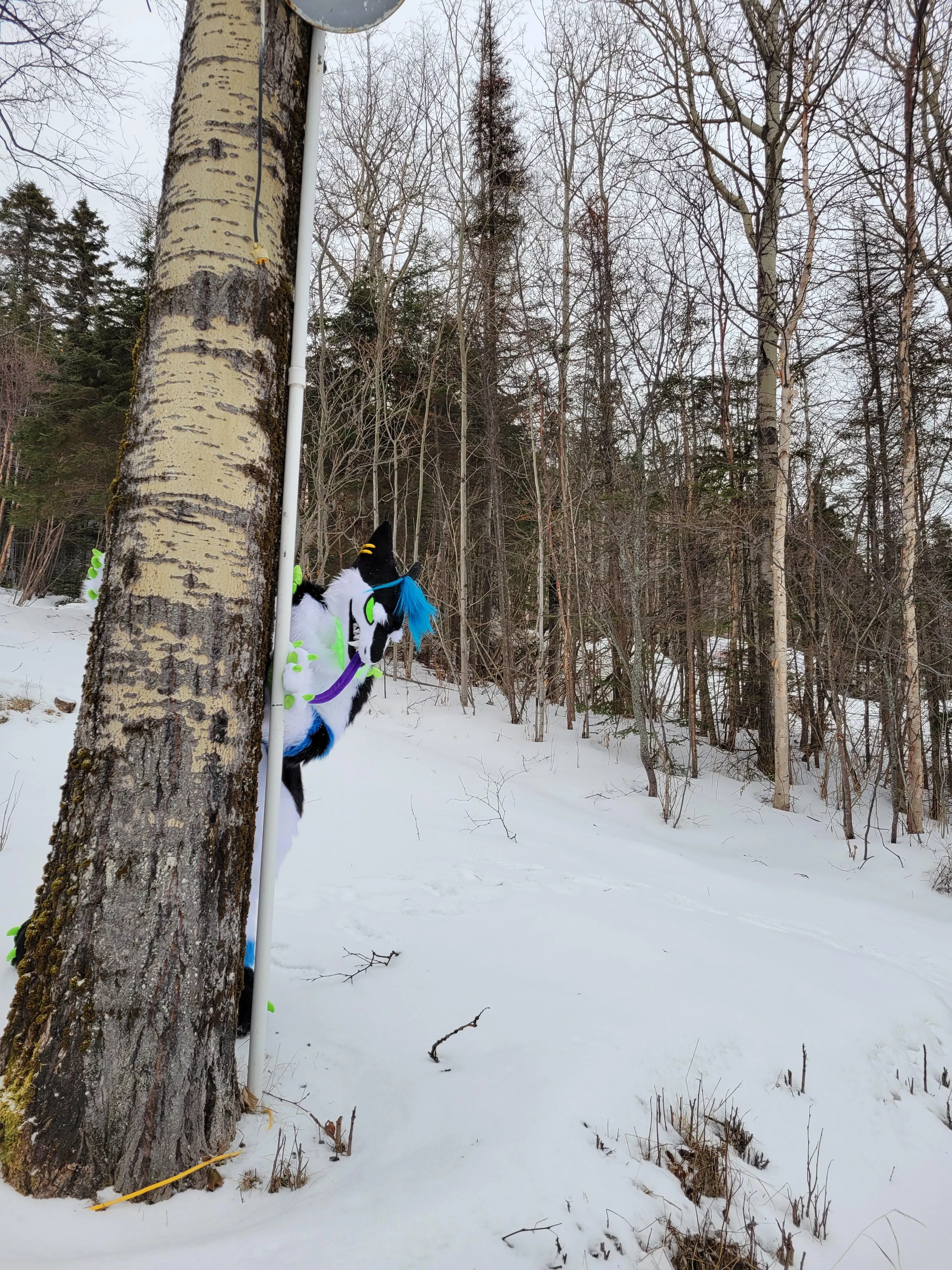 WereSergal Hunting in the Woods for his Next Prey....