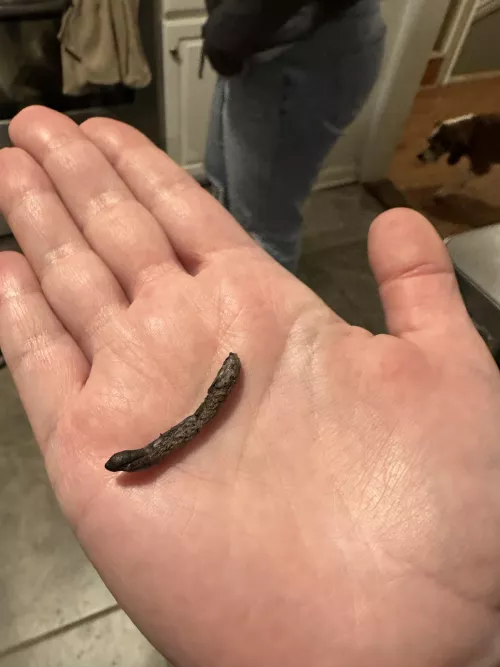 I’m sorry I didn’t get a vid. This came out of my foster dogs tummy