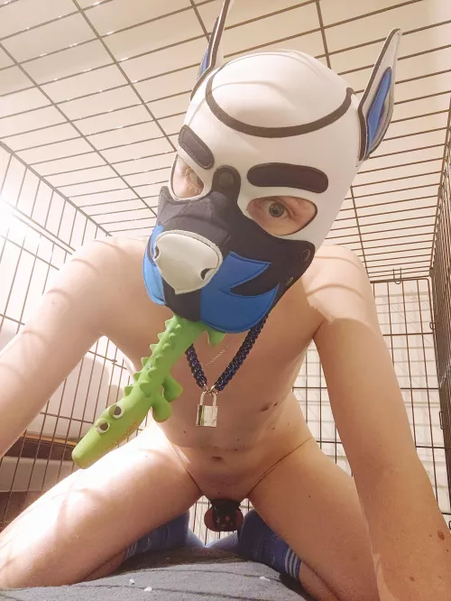 It's my birthday! Spending my entire borkday as a good pet. 😇🐶