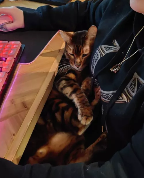 streamer 💁‍♀️ < streamer 🐅