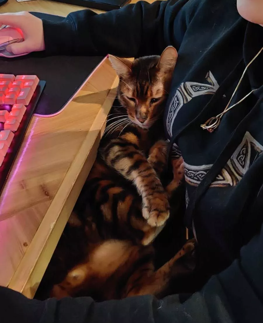 streamer 💁‍♀️ < streamer 🐅