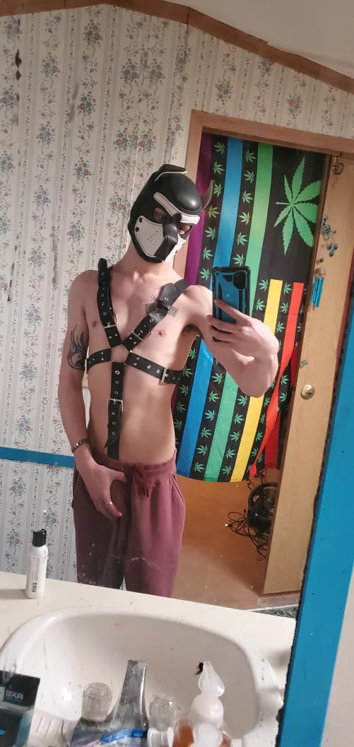 Good morning every pup. Sorry I haven't been posting! I've was sick but now I'm back in action!!!!!