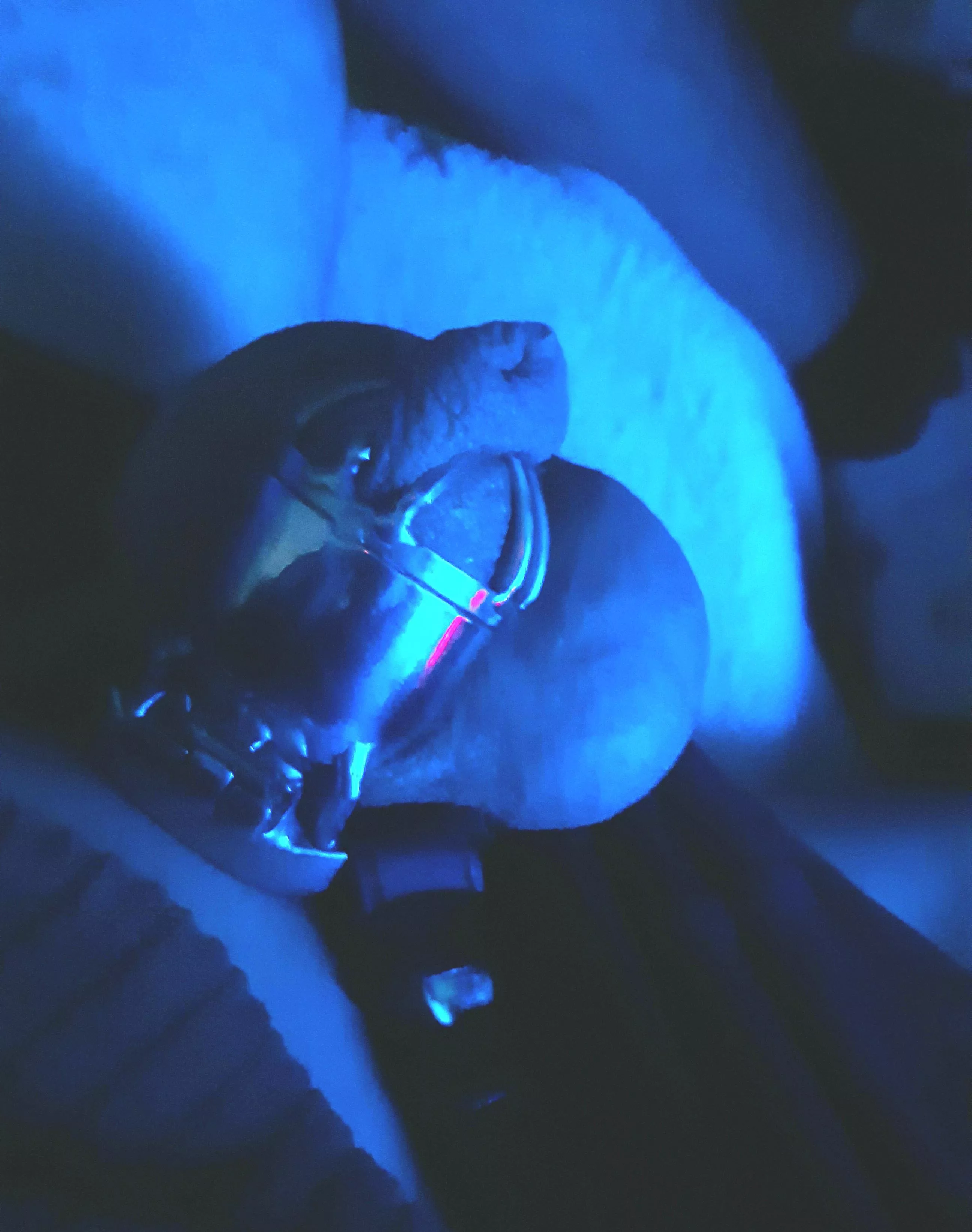 my girlfriend pointed out today that she won't mind if my penis shrinks by a couple of cm . I have about 5 cm in the cage now😅