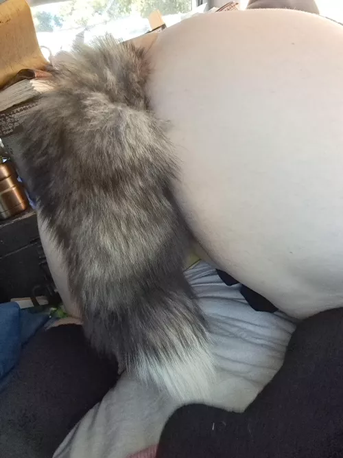 Videos of me funking my ass with this tail plug in comments!