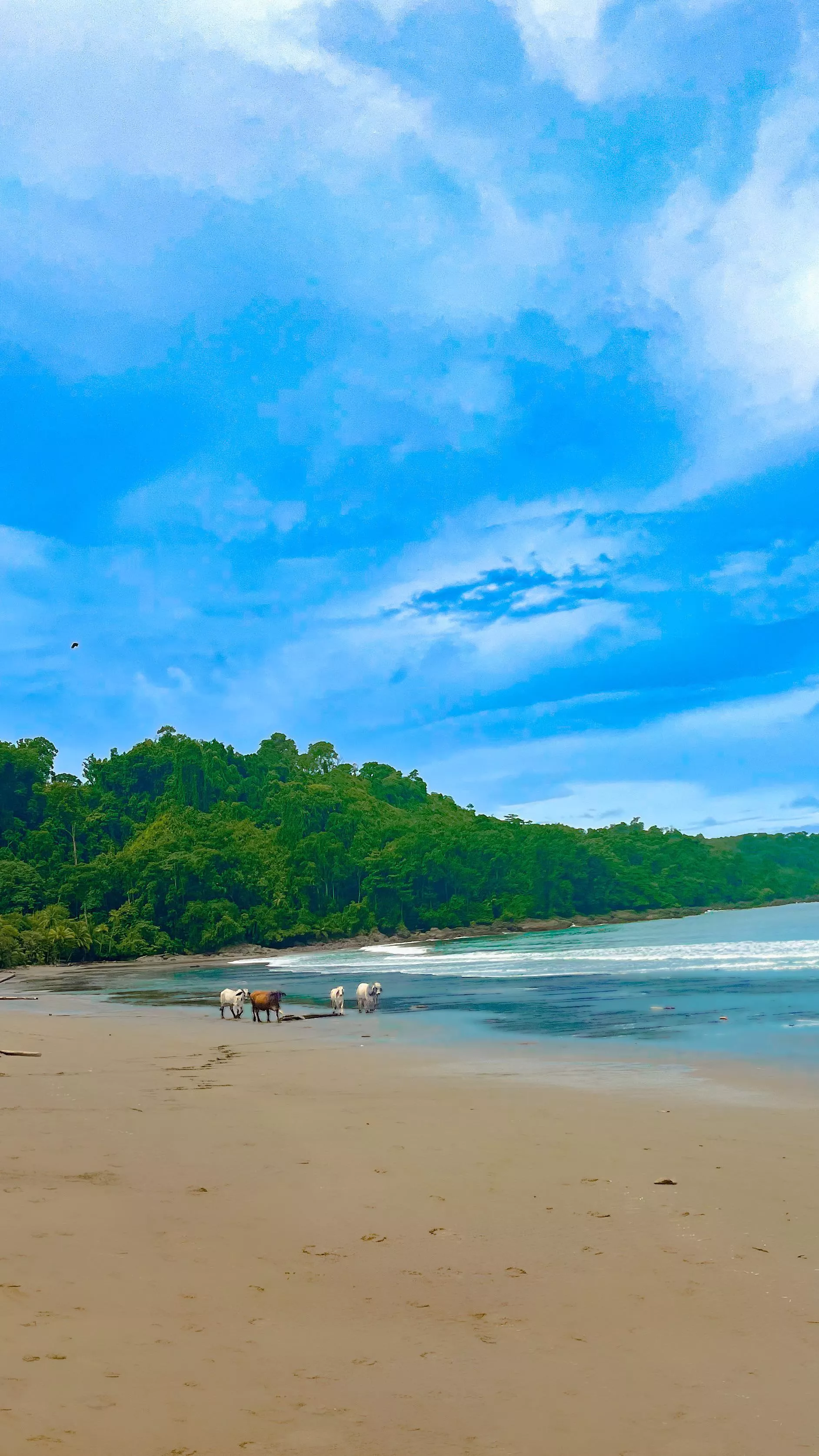 Beautiful beach in Costa Rica featuring a few cows taking themselves for a stroll :)