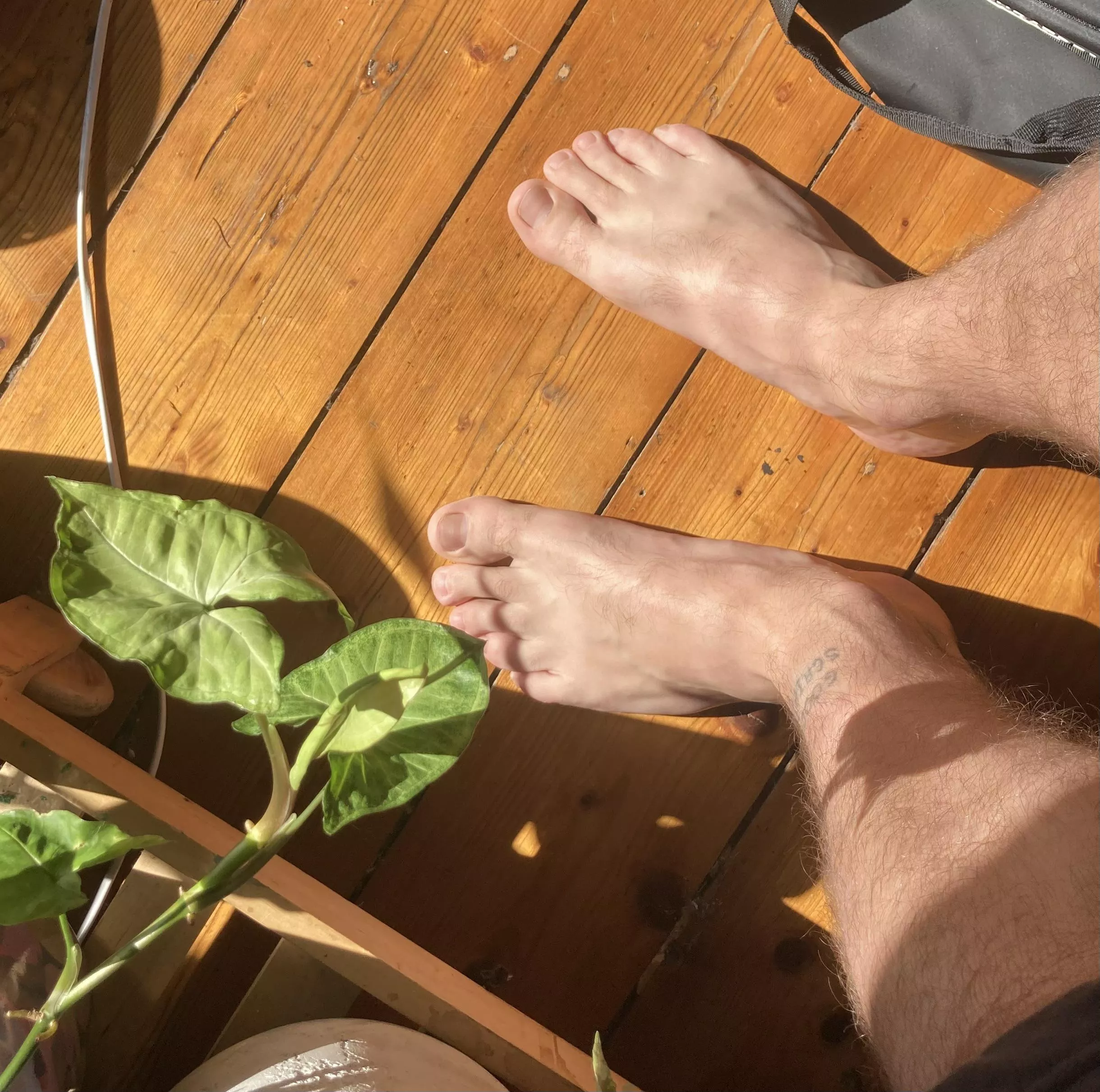little bit of morning sun ☀️ on my size 11 aussie feet