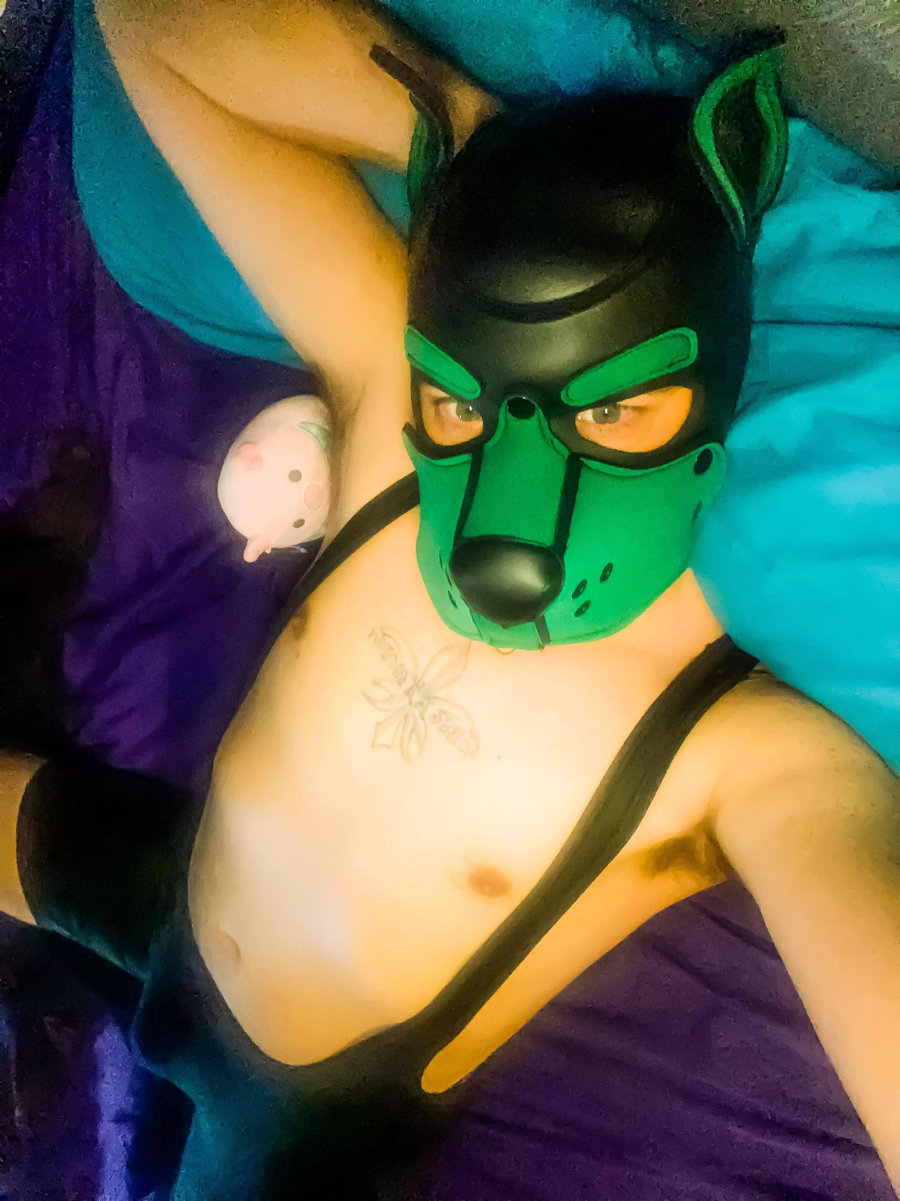 What can I say -pigs just really enjoy sniffing me !!!