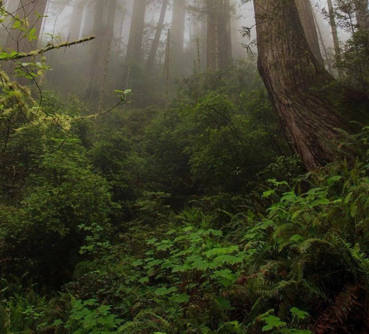 Luna’s Dark Path. Ch 1.