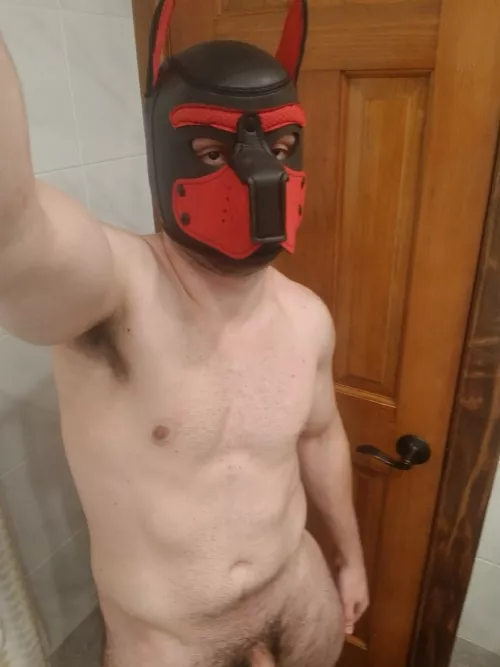 Any NY Pups here 🐺 (Twitter: FrostyNightAD)