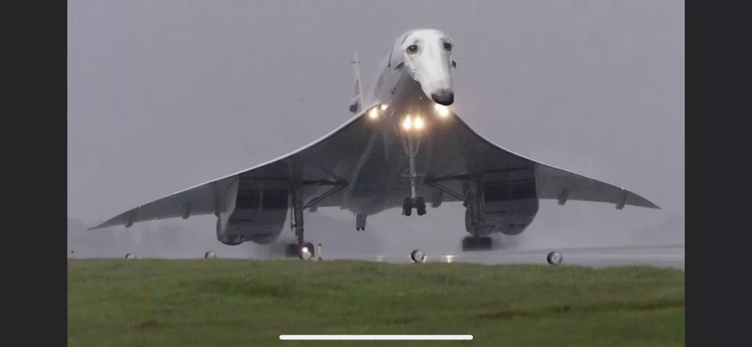 Dm me to trade mega or Dropbox