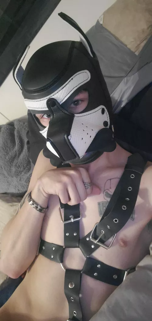 Good Monday morning every pup!!! Hope this pup made your morning!!!