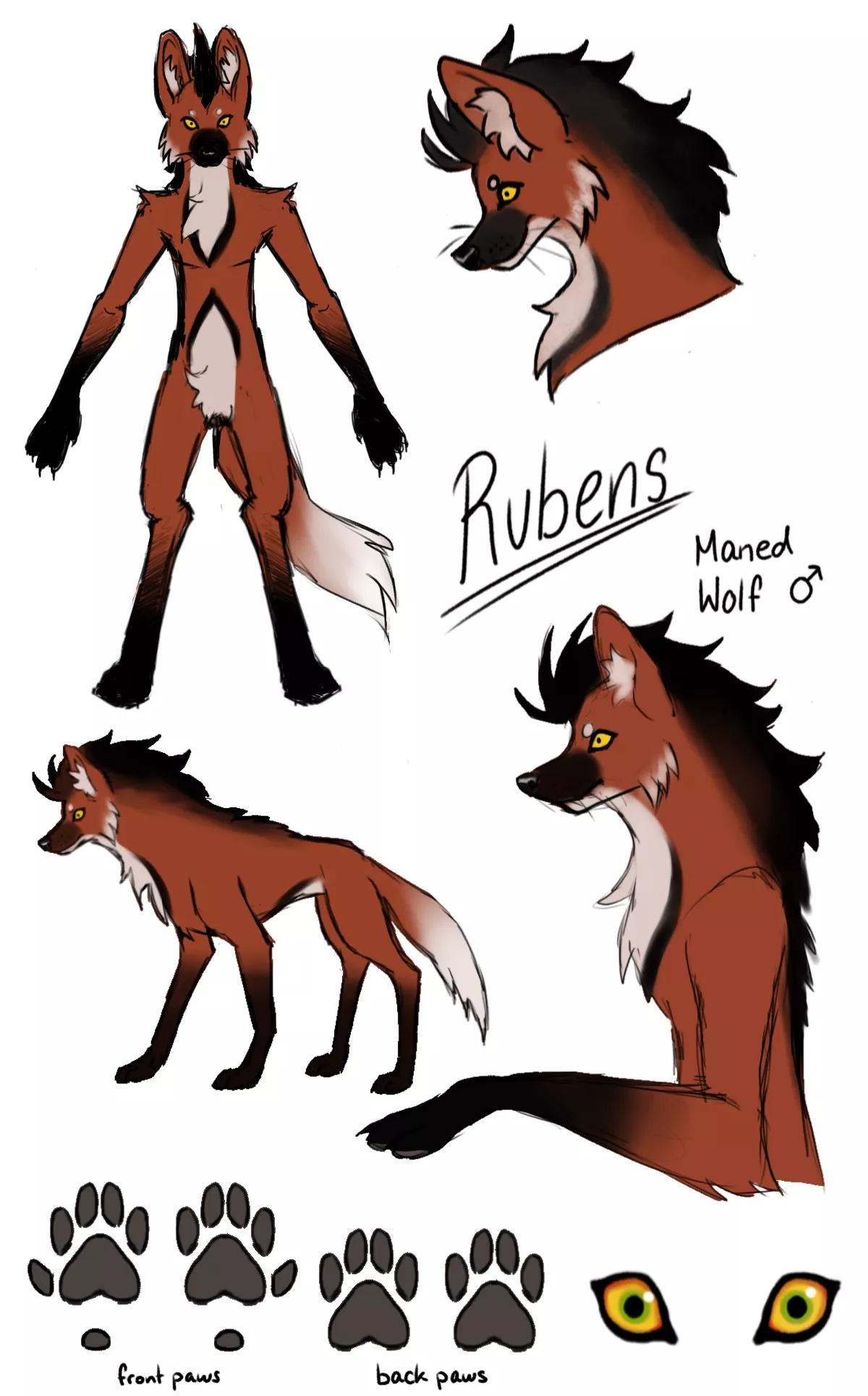 Hey! I'm new to this scene and just designed my first character. Meet Rubens the Maned Wolf!!