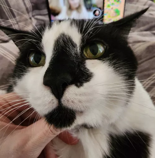 Just noticed my cat has a faux pimple next to his nose (it's his fur pattern)