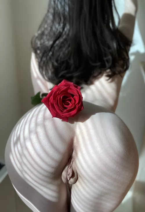 A rose for my valentine!