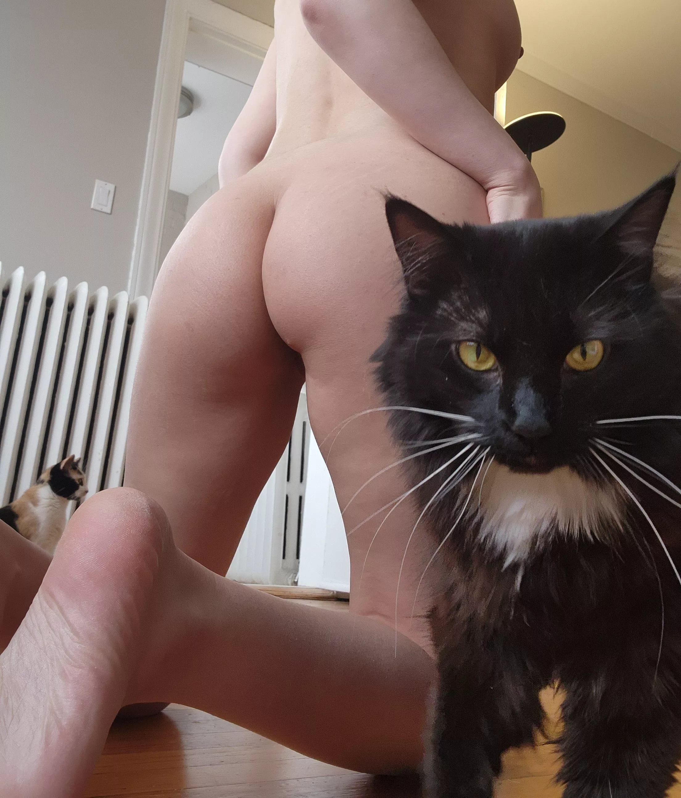 So hard to get a booty shot without showing off 🐱