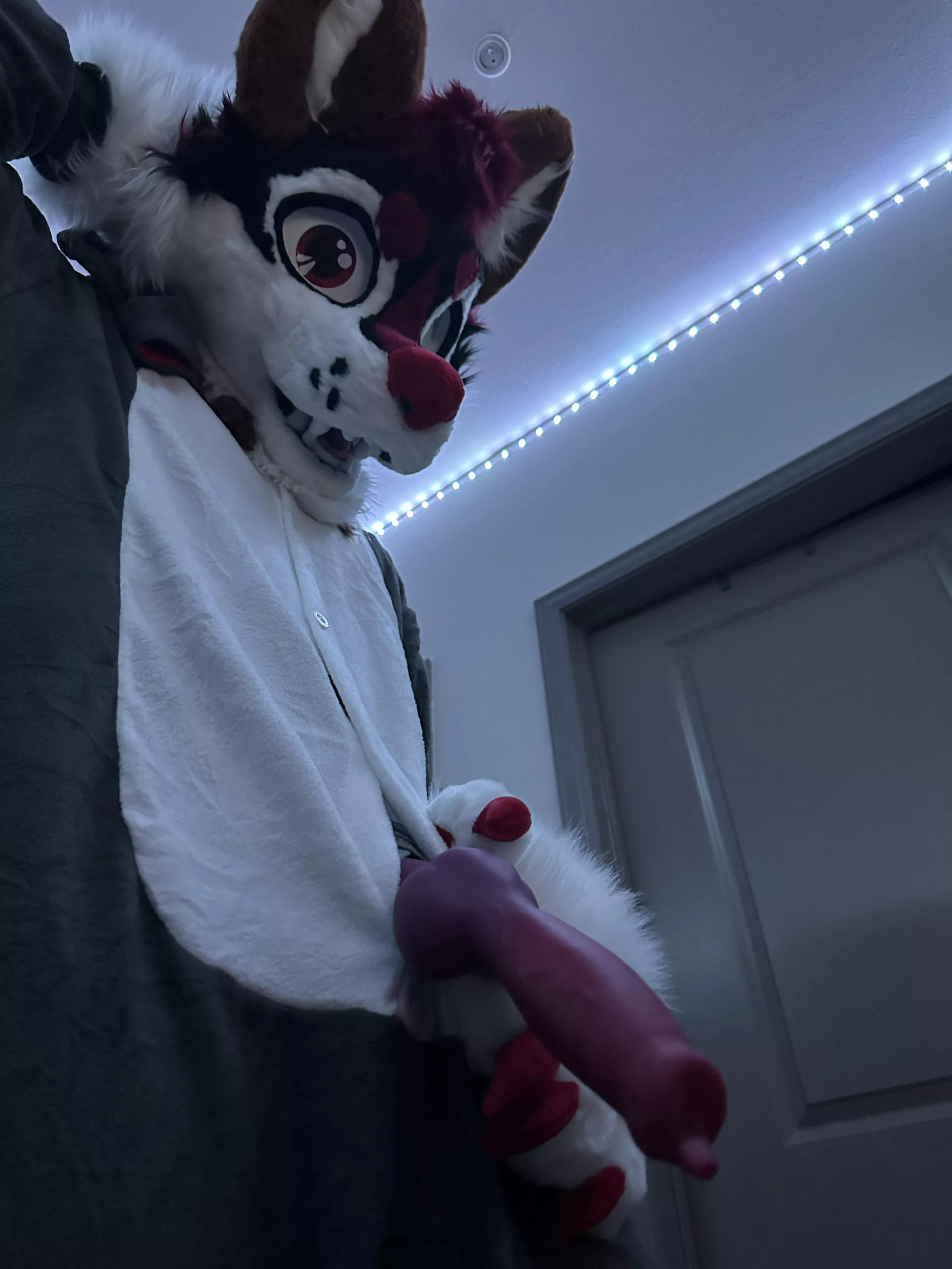 Could you help a dog out?