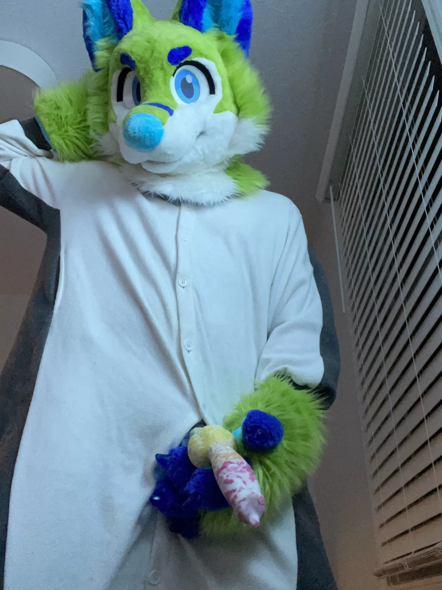 Another husky in a kigu
