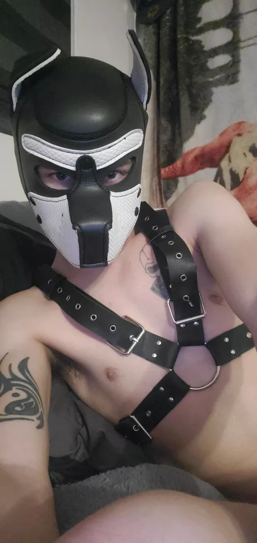 good morning every pup