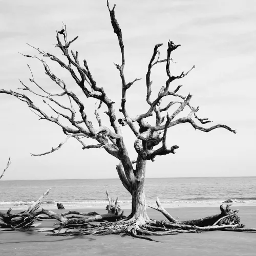 Driftwood Beach Jekyll Island