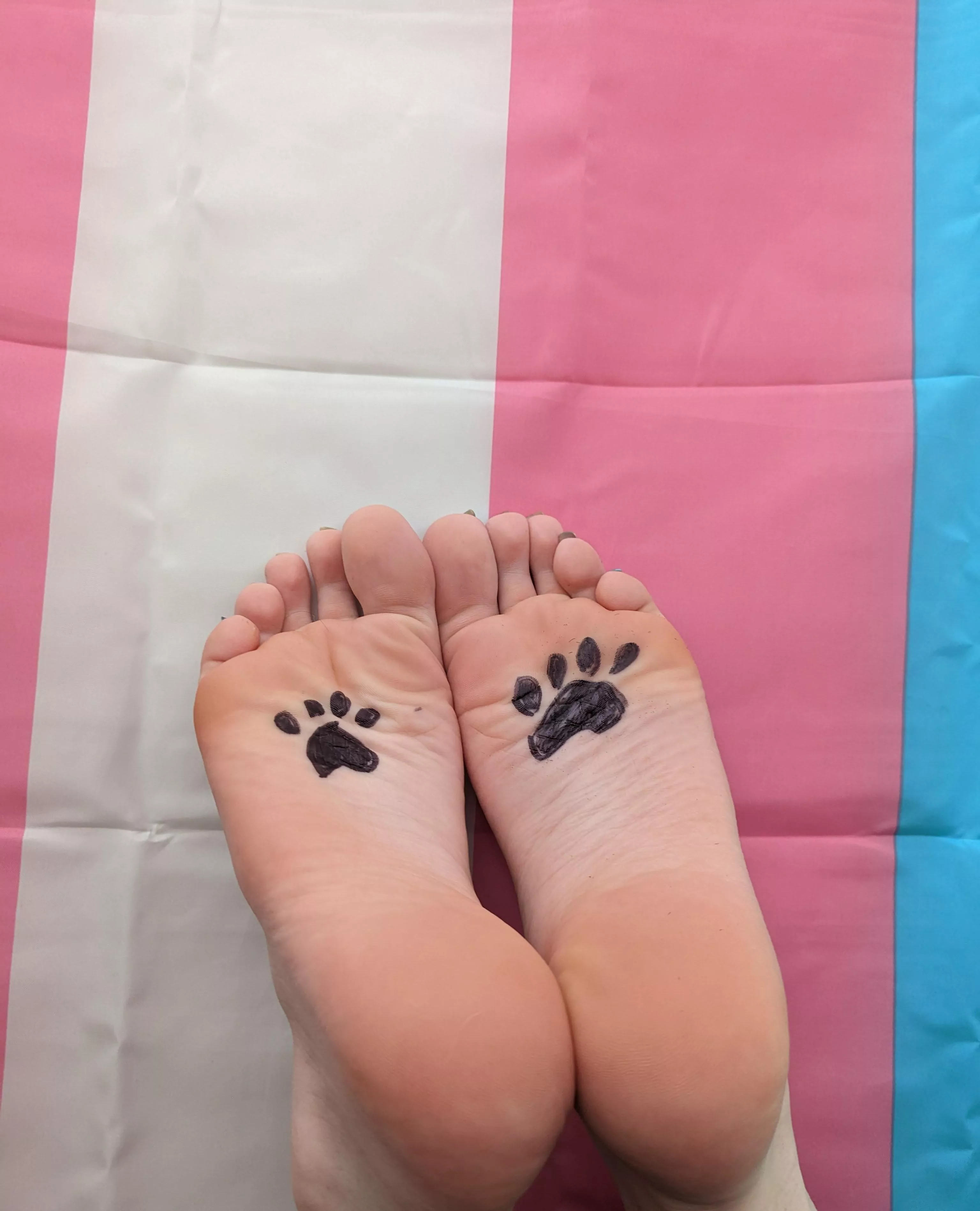 all trans girls have paws, it's true