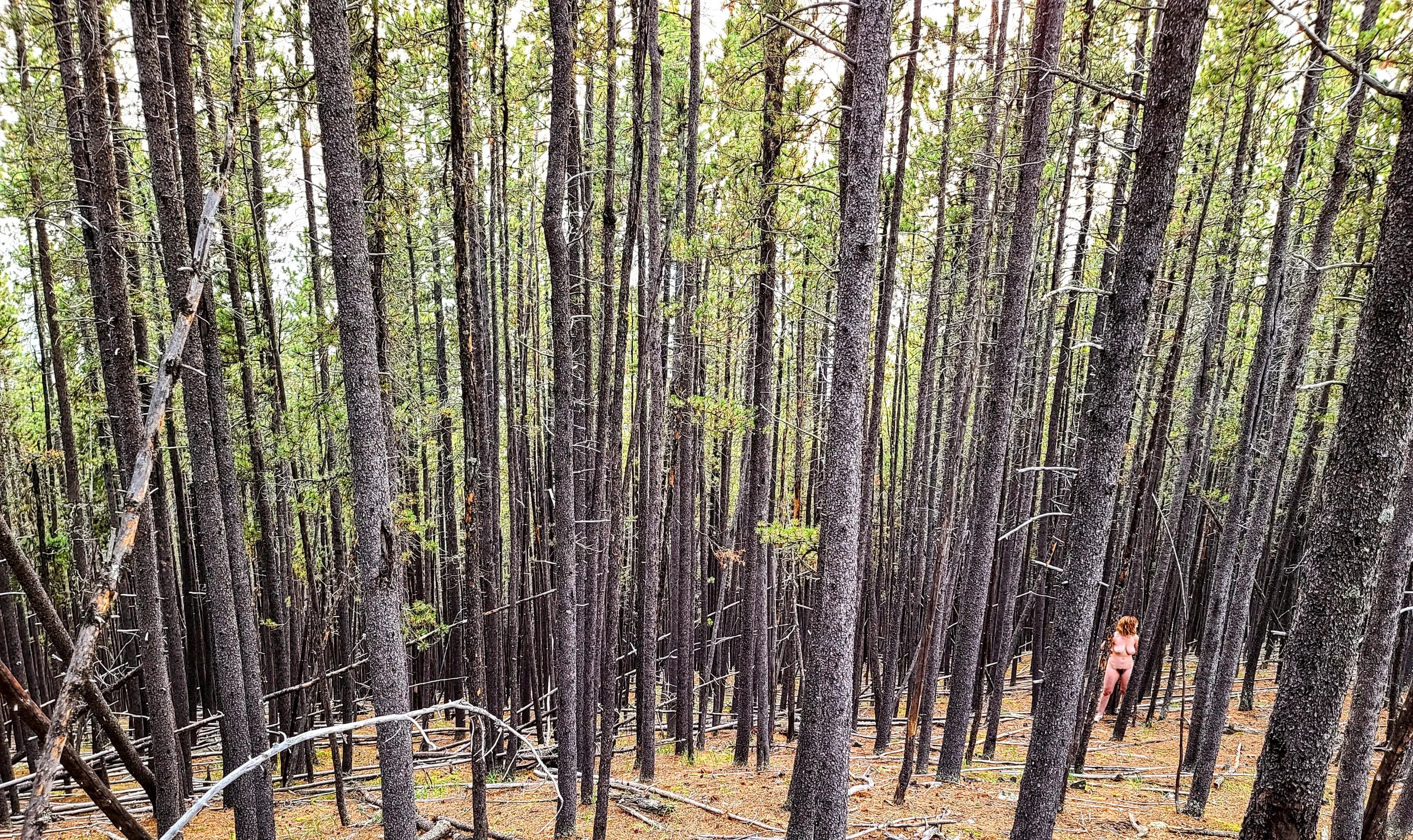 Tied up in the forest just off the trail and left there...