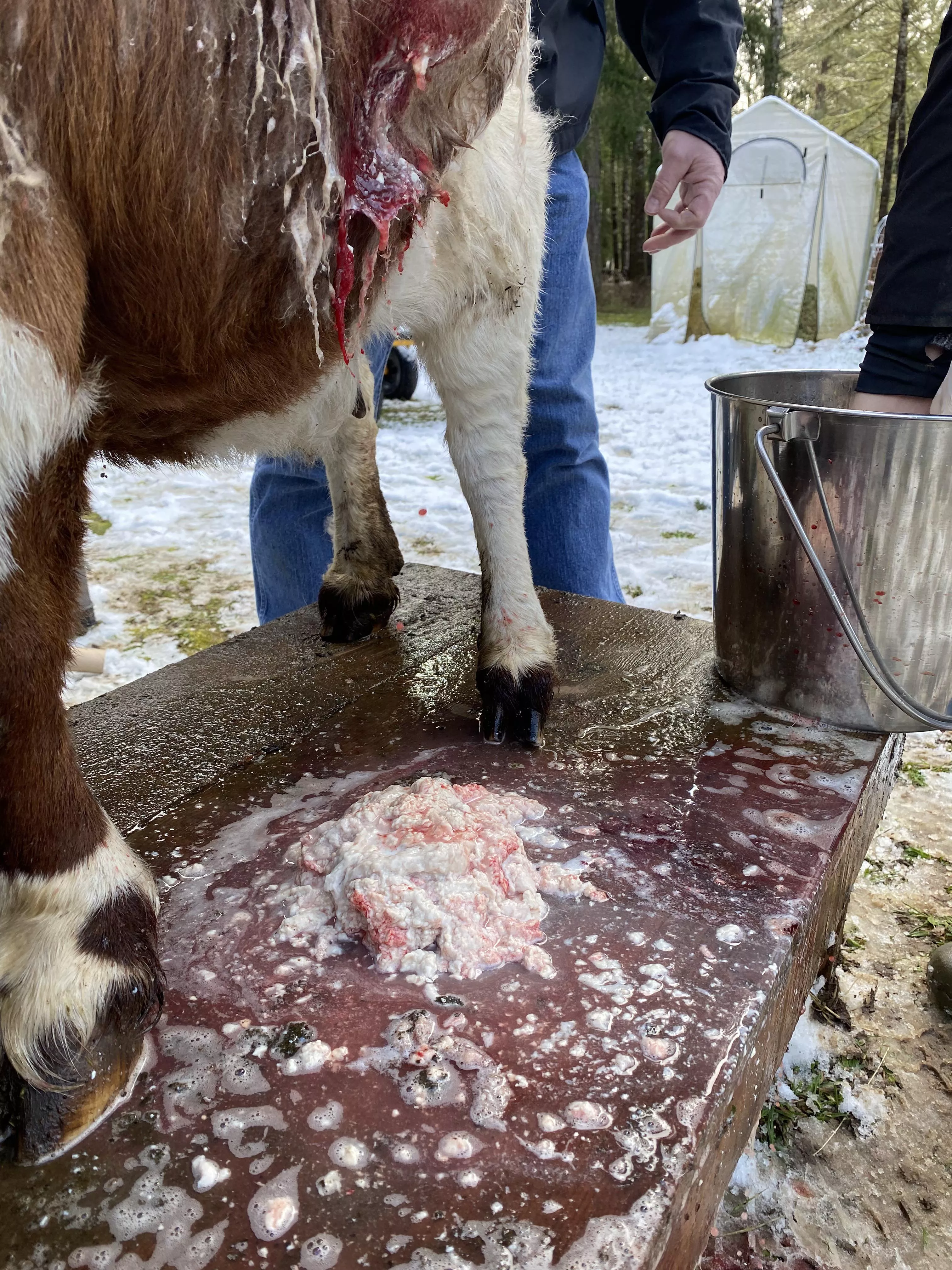 A rotten Goat 3! Aftermath! Enjoy!