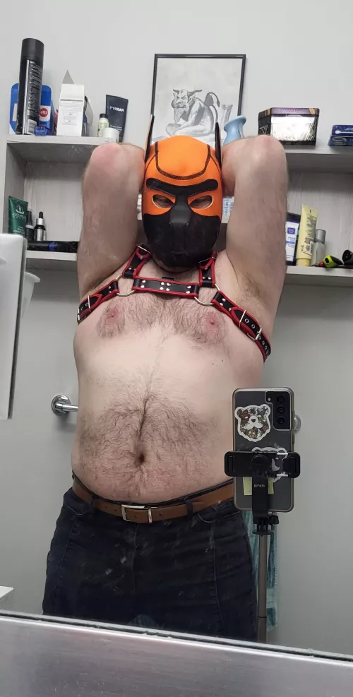 I think the red harness pairs nicely with the orange hood, don't you?