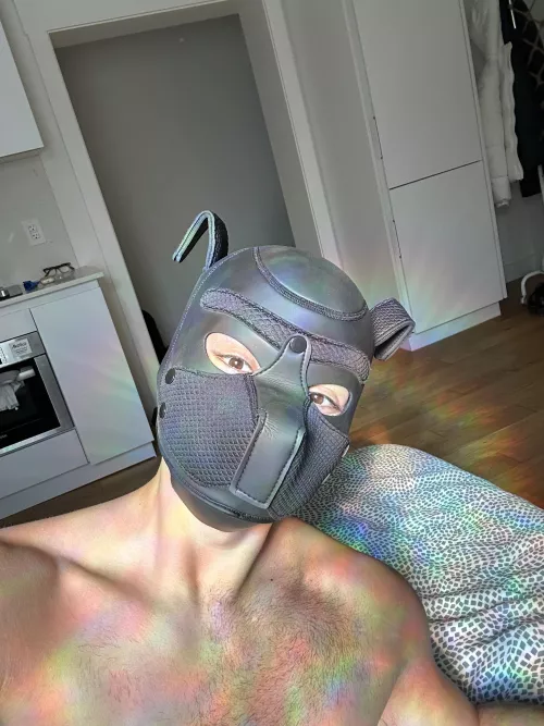 Pup max at your service 🫡 add me on Twitter @maxthedogboy