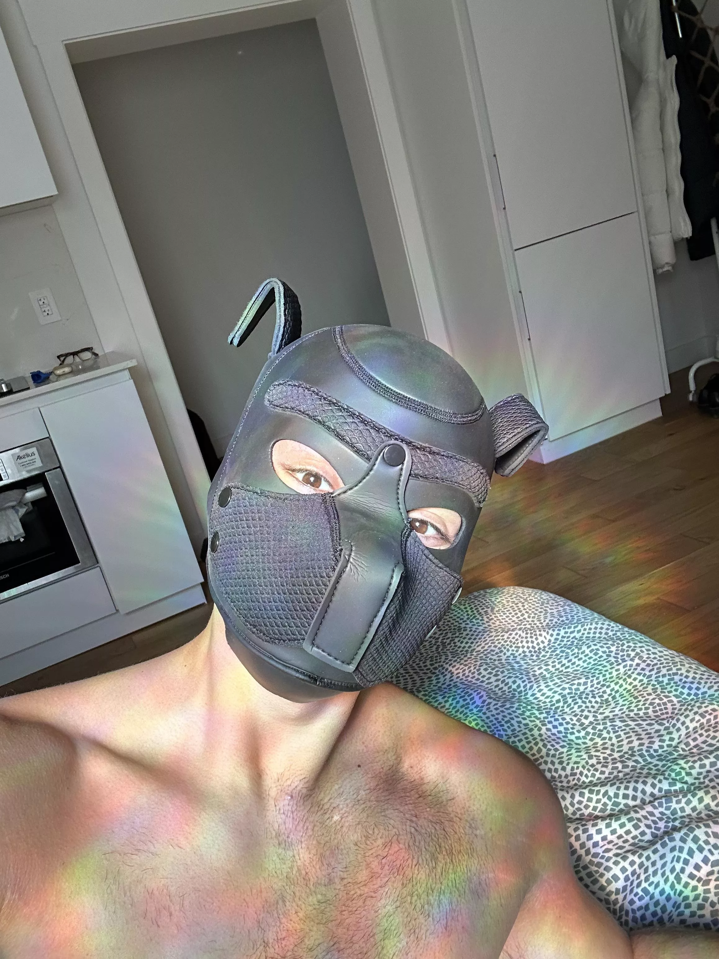 Pup max at your service 🫡 add me on Twitter @maxthedogboy