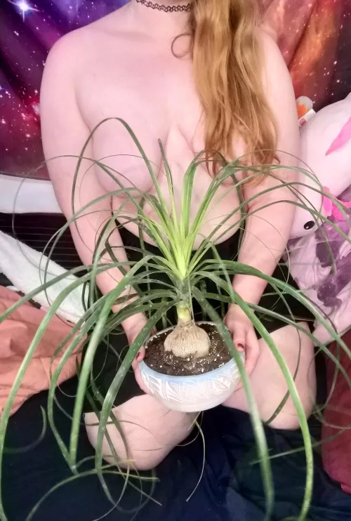 I wouldn't pull on my ponytail palm, but I'd sure love to pull your ponytail 😘