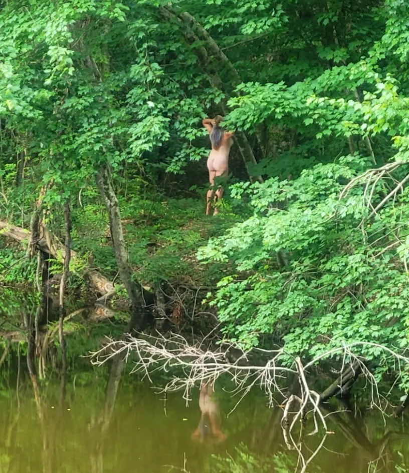 Summer is almost here! When you can see the Florida White-tails in their natural habitat!!! 🤣