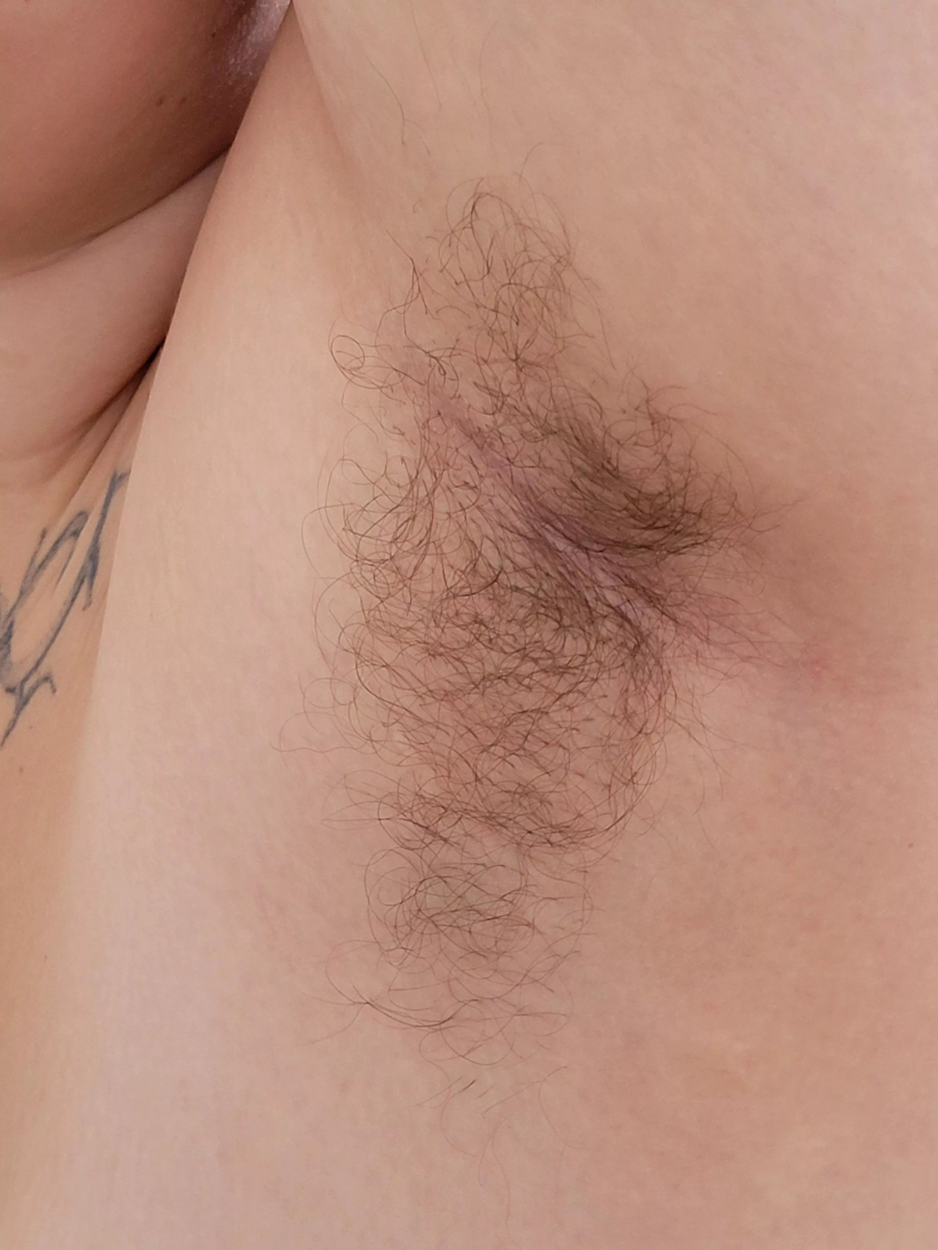 a close up of my fluffy pit