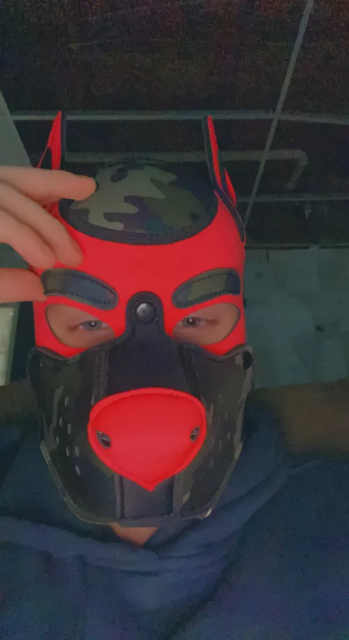 Looking for pup pals