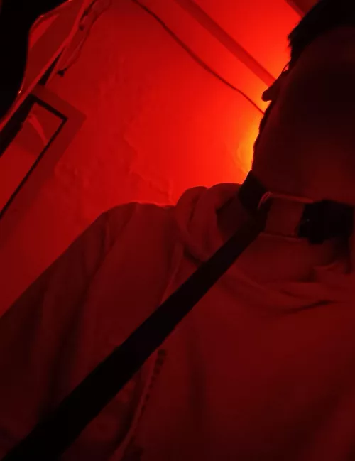 someone put a leash on me