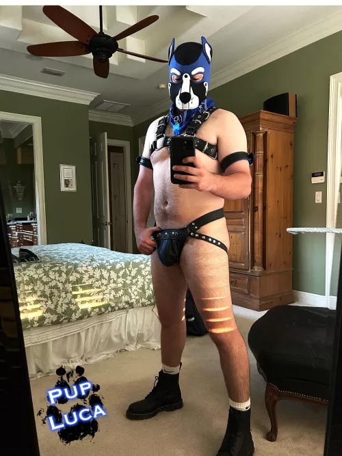 Anyone missing a leather pup?😈🐶