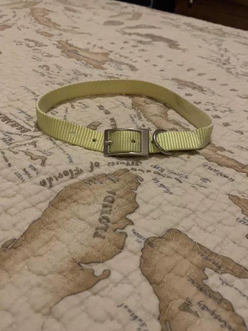 Got my first collar! Should I post pics wearing it? Woof! 🐺 😋💕