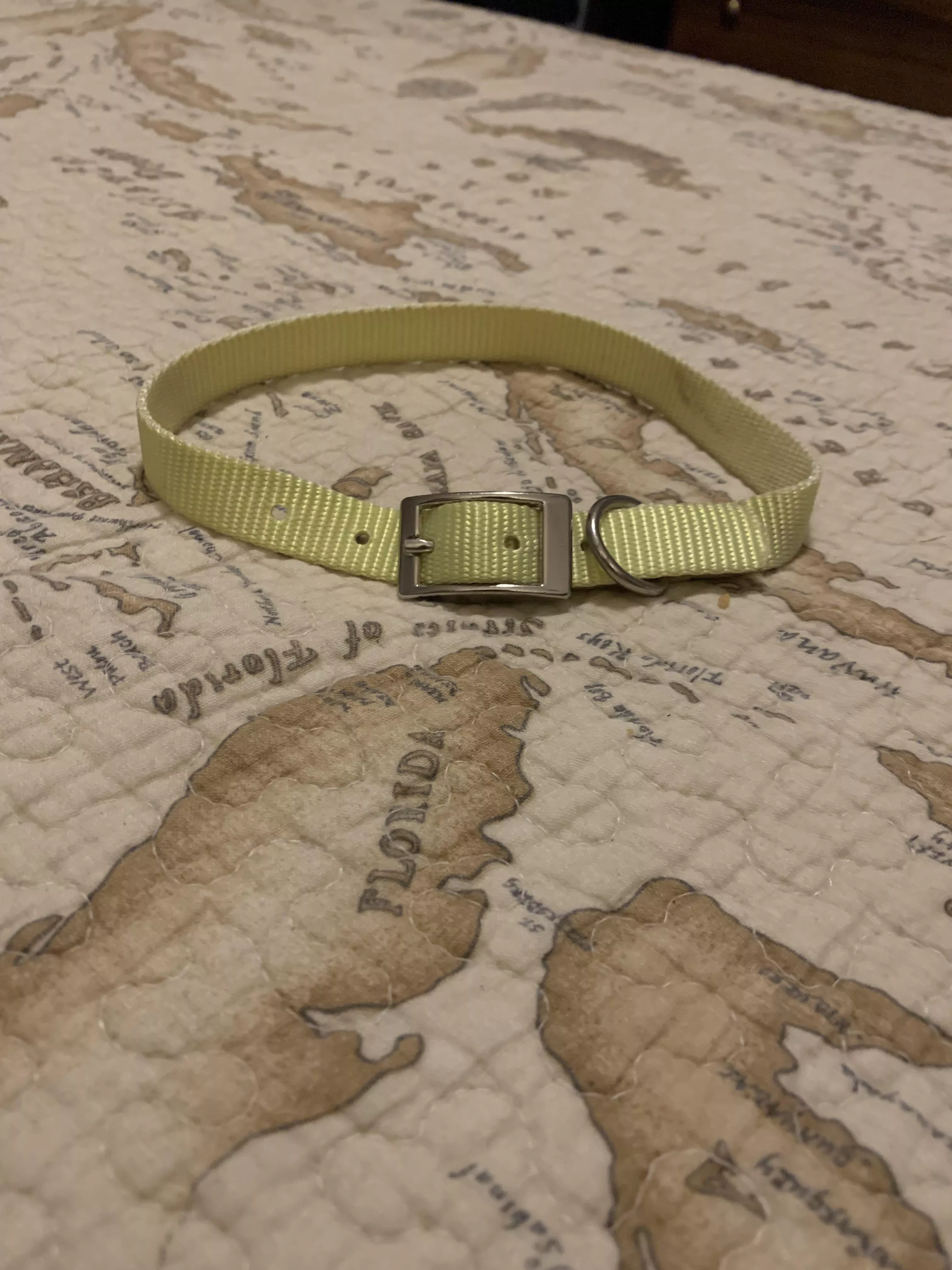 Got my first collar! Should I post pics wearing it? Woof! 🐺 😋💕