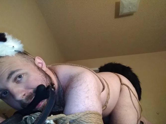 [OC] Chewing on my bone before laying down for the night