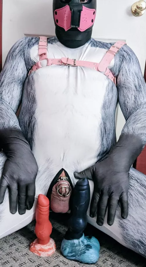 Who wants to help knot this pup