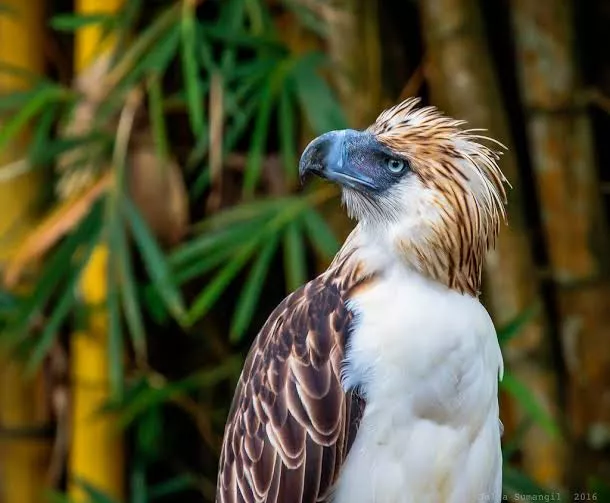 Please tell me if birds are considered as a member in the furry group?