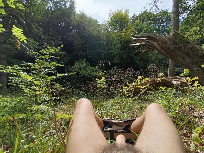 🌳 Bush in the Bush 🌳